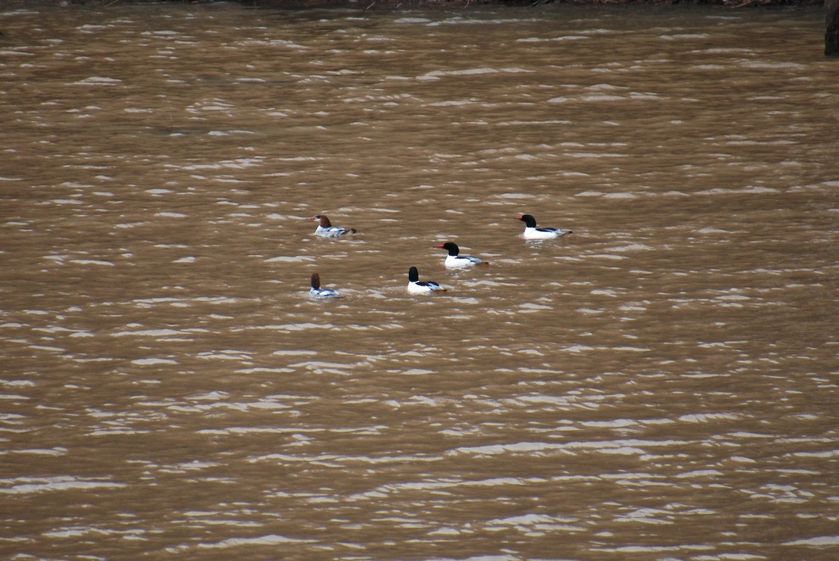 Common Merganser - ML543261051