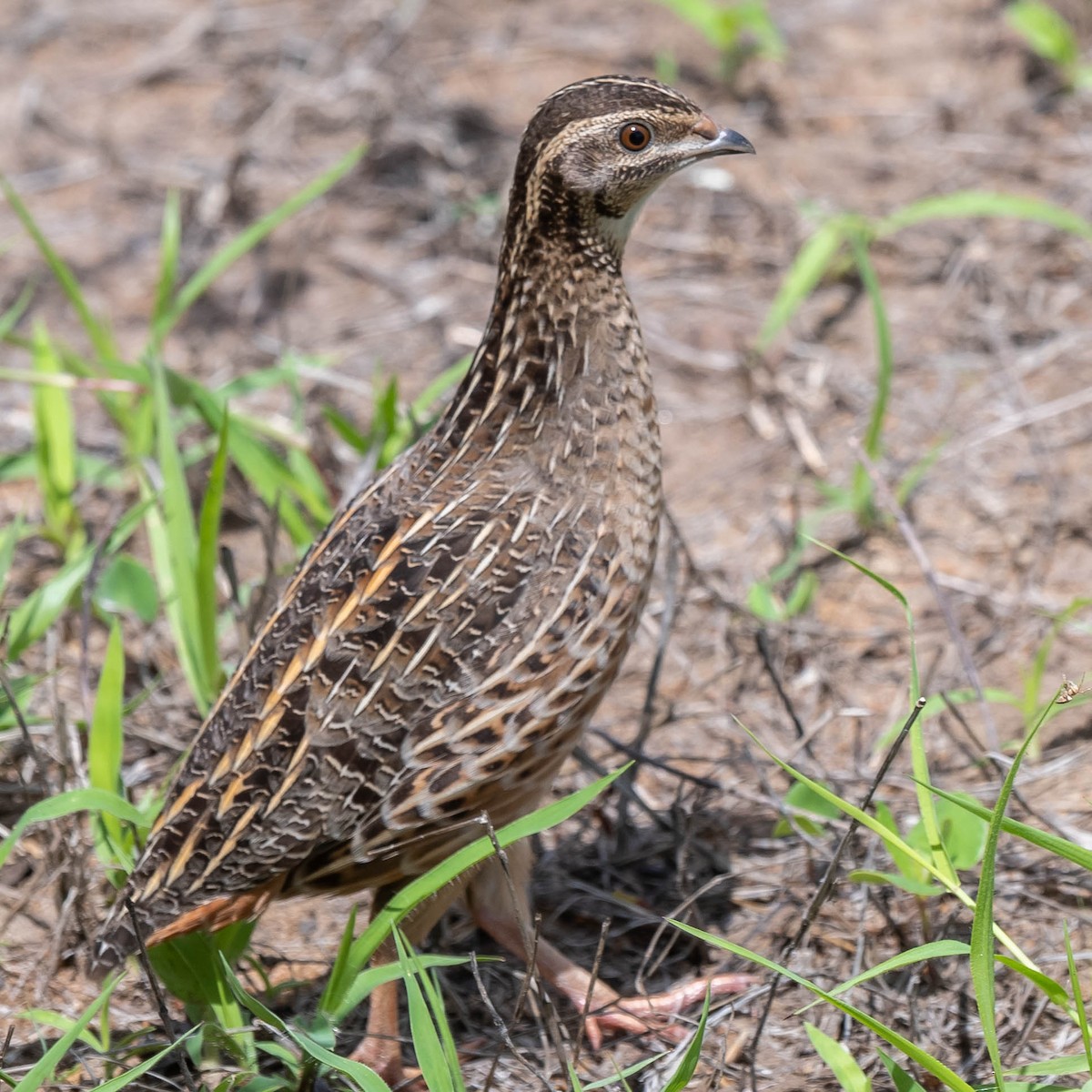 Harlequin Quail - ML543261091