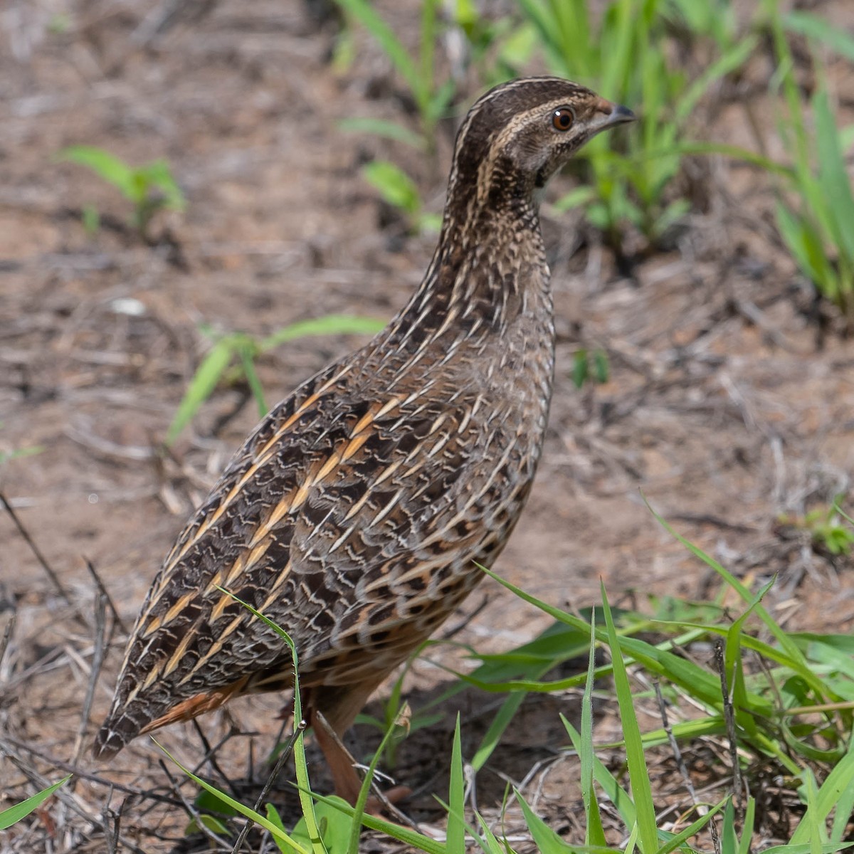 Harlequin Quail - ML543261101