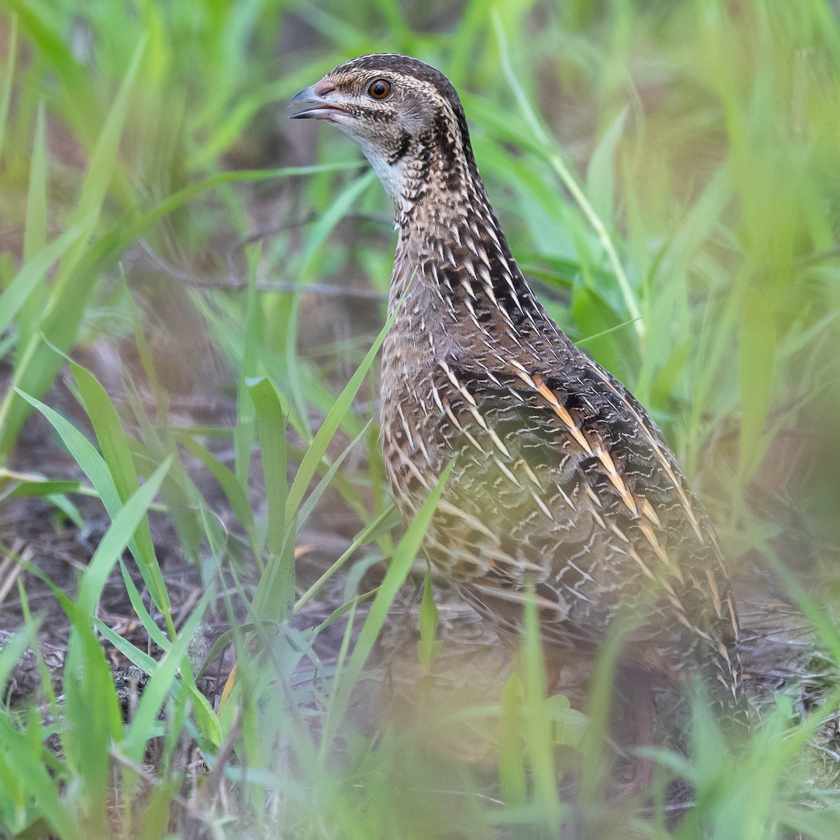 Harlequin Quail - ML543261321