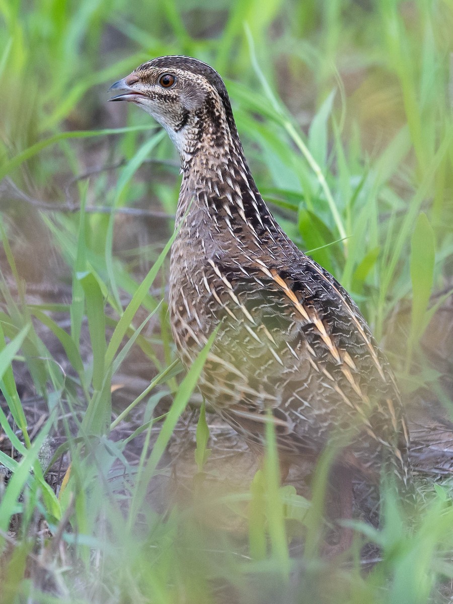 Harlequin Quail - ML543261341