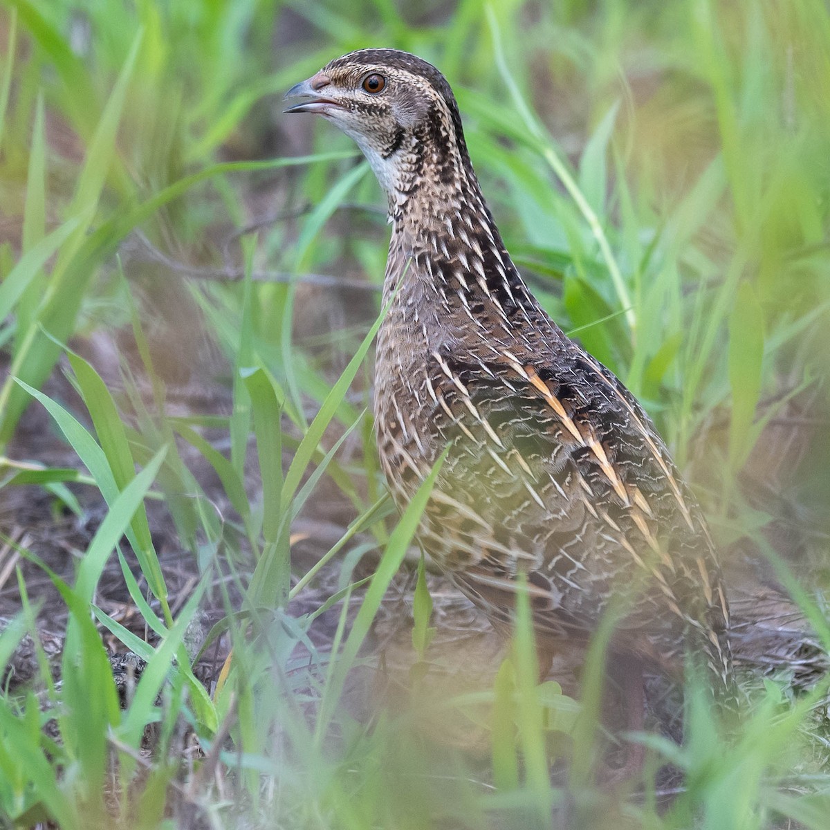 Harlequin Quail - ML543261351