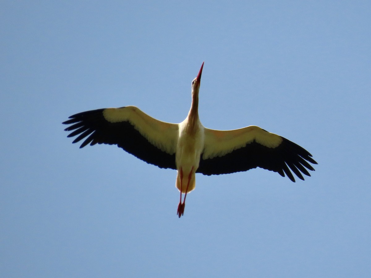 Weißstorch - ML543261391