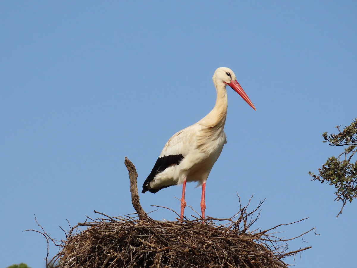 Weißstorch - ML543261411
