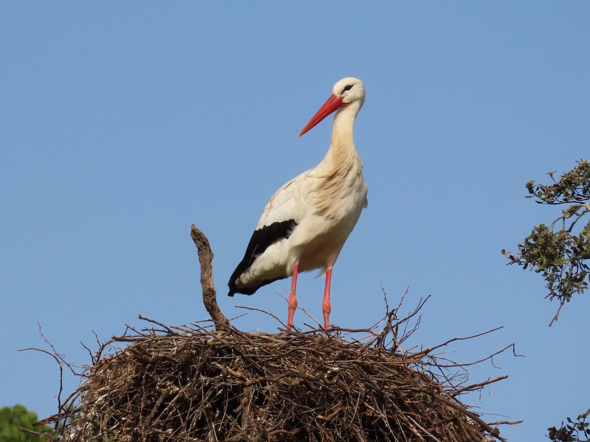 Weißstorch - ML543261421