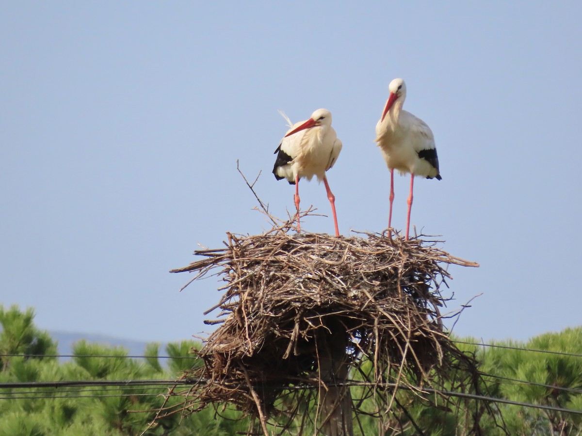 Weißstorch - ML543261431