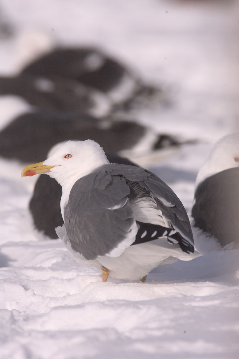 Yellow-legged Gull - Brandon Holden