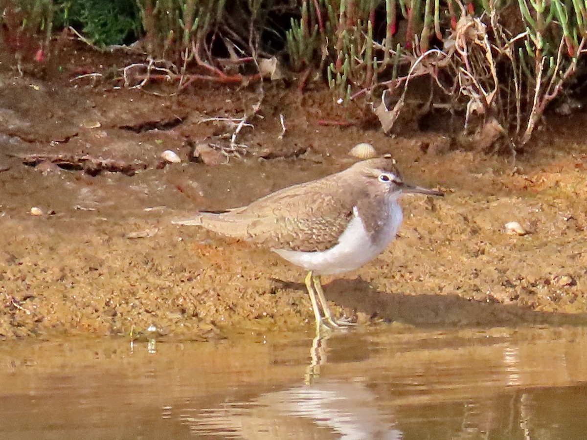 Common Sandpiper - ML543261781