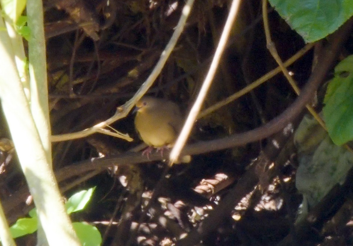 Maroon-chested Ground Dove - ML543262031