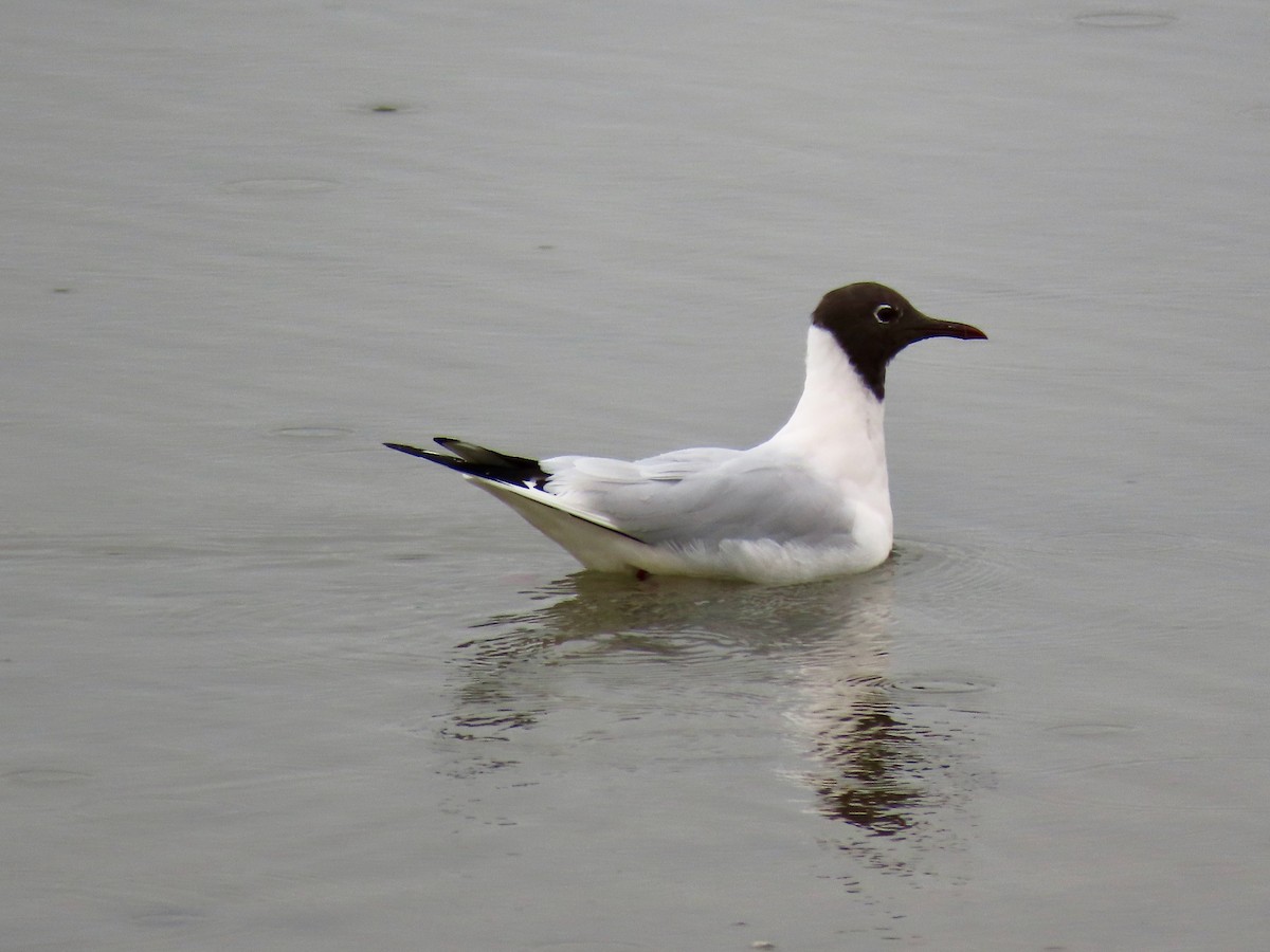 Black-headed Gull - ML543262881