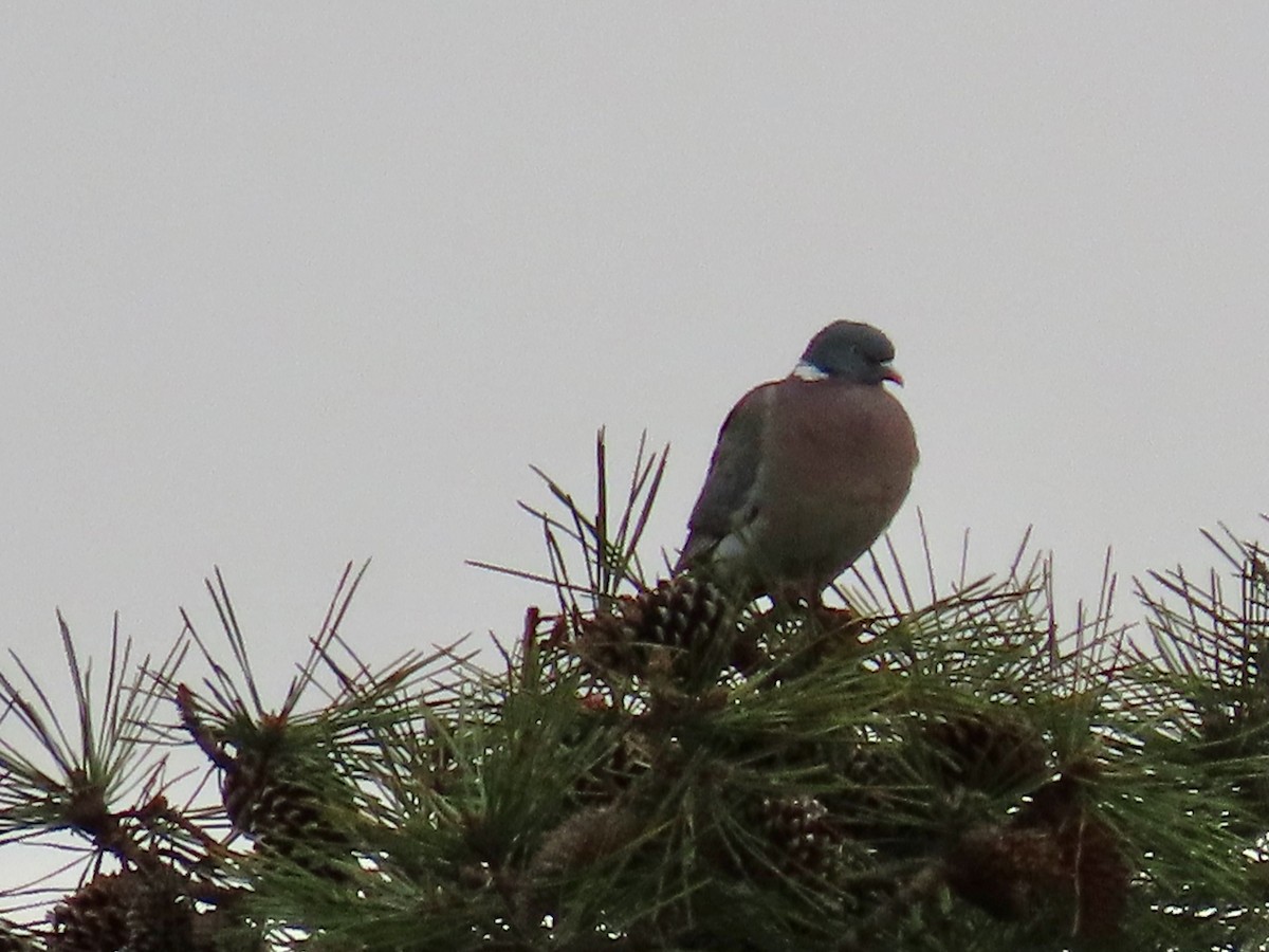 Common Wood-Pigeon (White-necked) - Greg Vassilopoulos