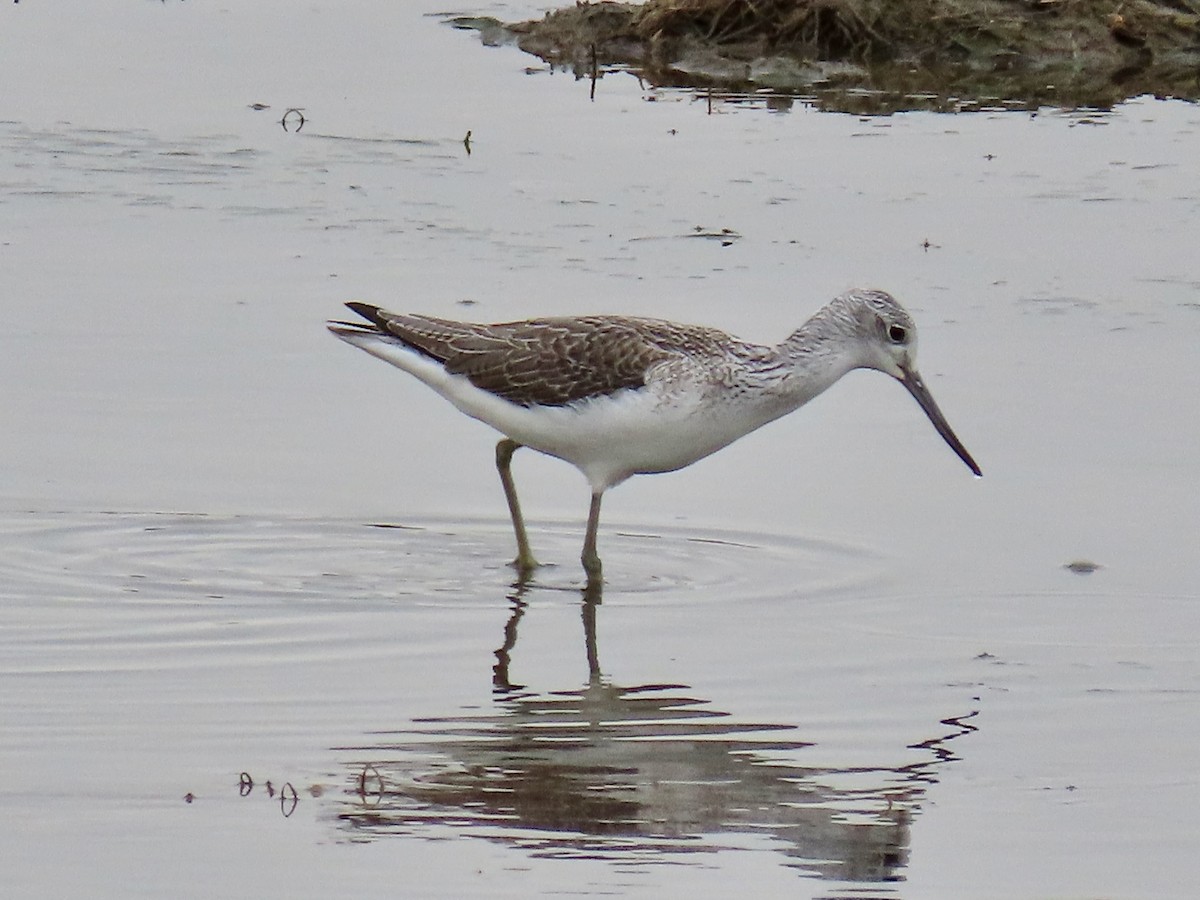 Common Greenshank - ML543263631