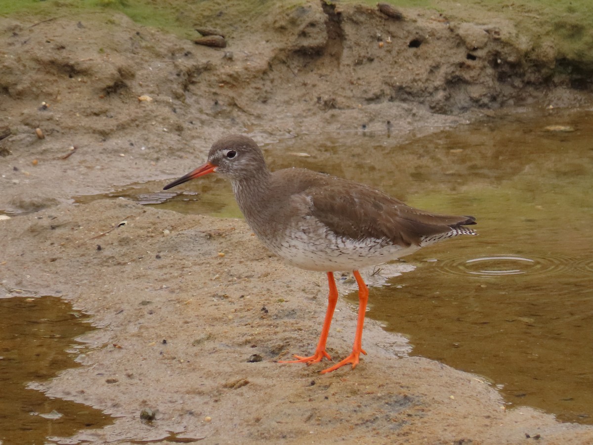 Common Redshank - Greg Vassilopoulos