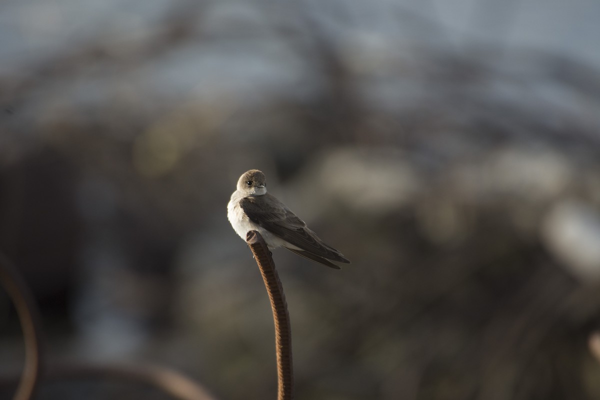 Hirondelle à ailes hérissées - ML54326491