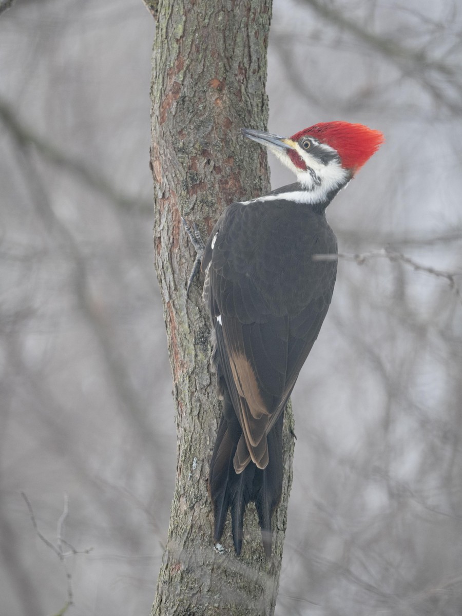 Pileated Woodpecker - ML543265311