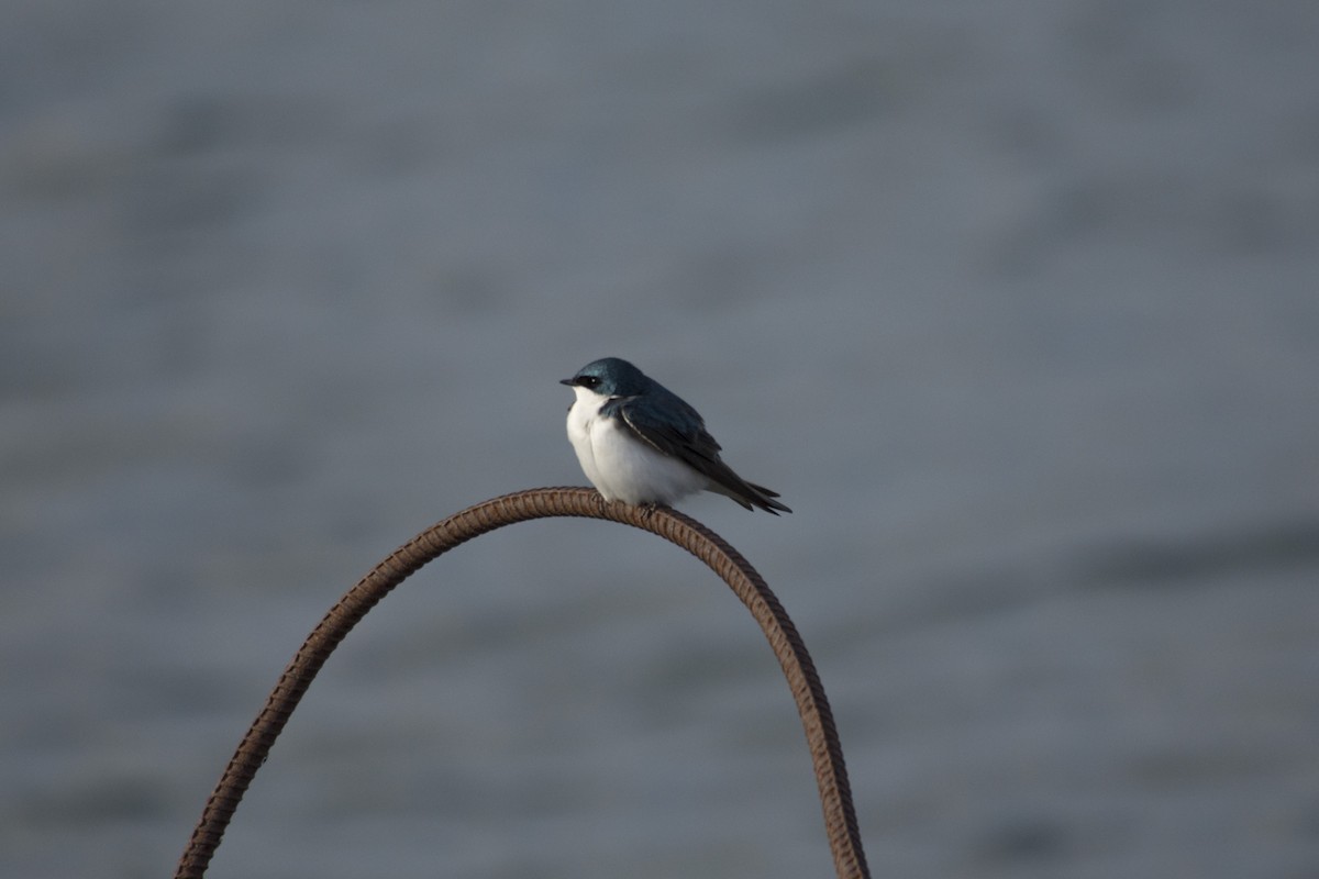 Golondrina Bicolor - ML54326551