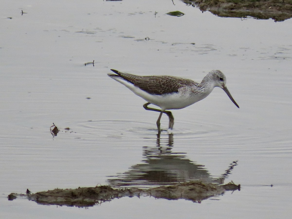 Common Greenshank - Greg Vassilopoulos