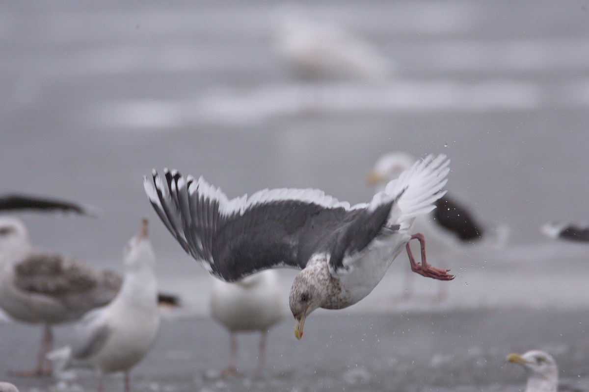 Slaty-backed Gull - ML543268931