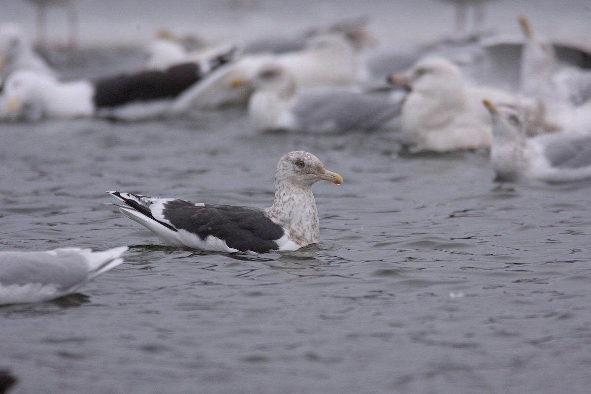 Slaty-backed Gull - ML543268951