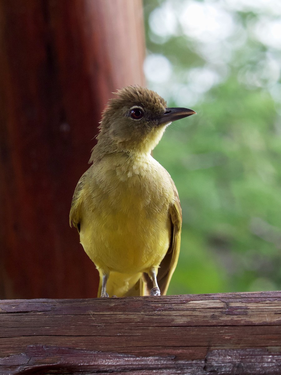 Yellow-bellied Greenbul - ML543269341