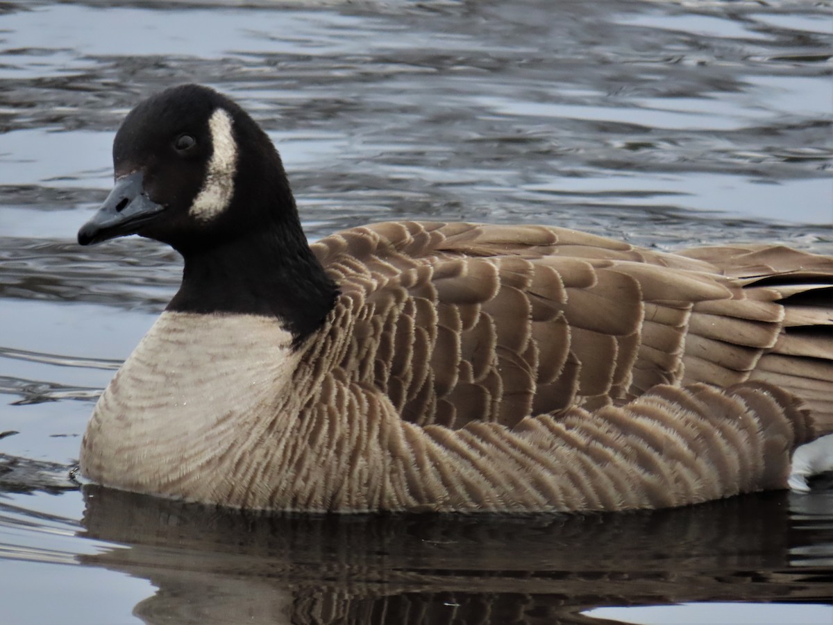 Cackling/Canada Goose - ML543269511