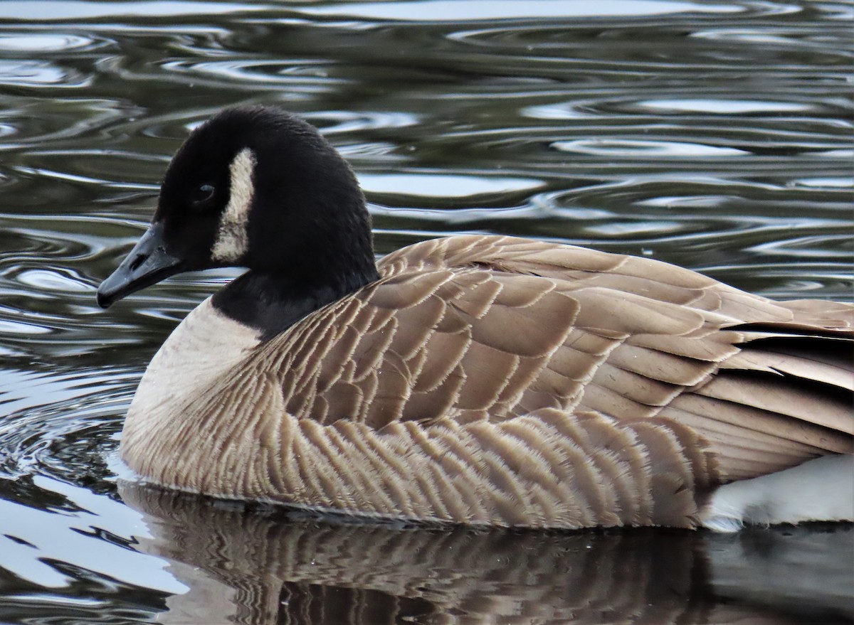 Cackling/Canada Goose - ML543269751