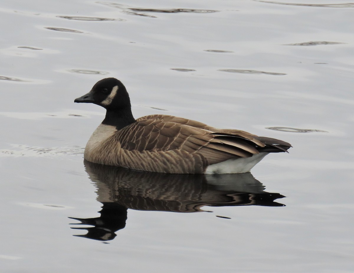 Cackling/Canada Goose - ML543269871