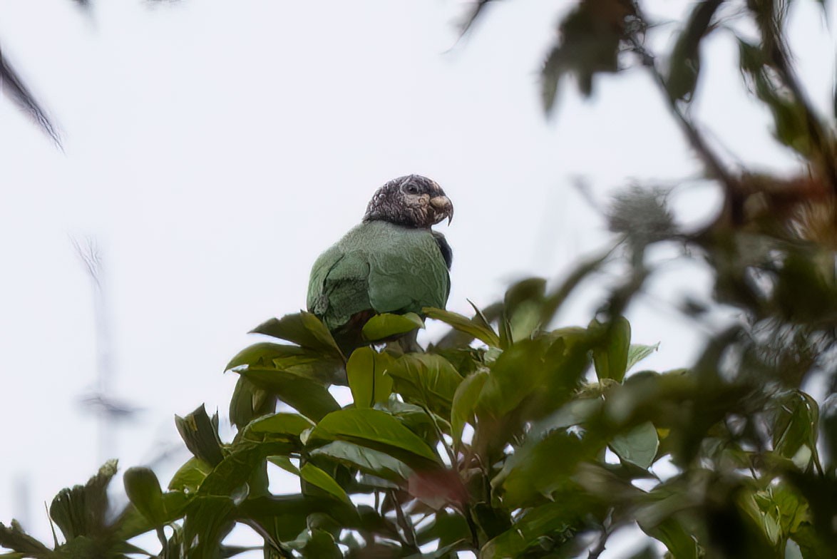 Speckle-faced Parrot (White-capped) - ML543269921