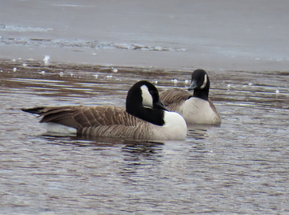 Cackling/Canada Goose - ML543269931