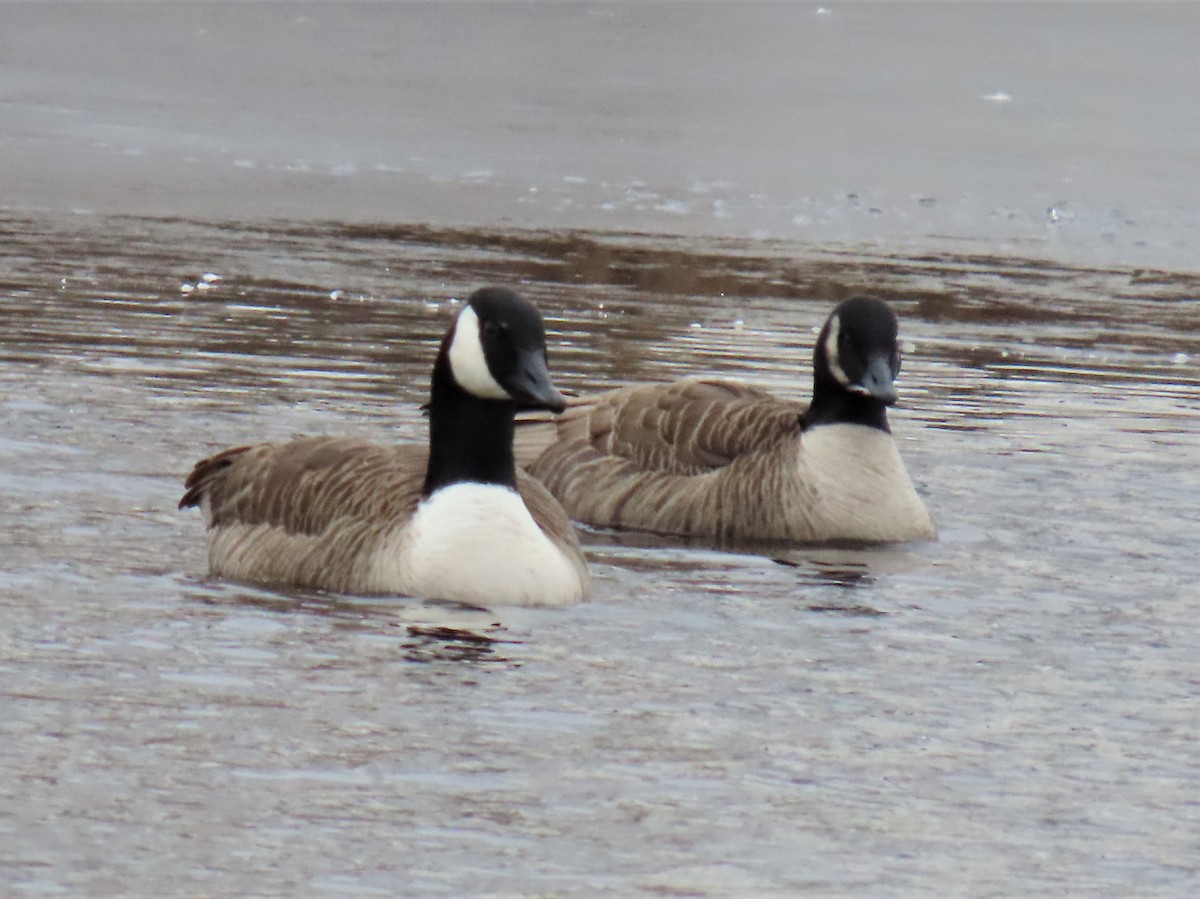 Cackling/Canada Goose - ML543270031