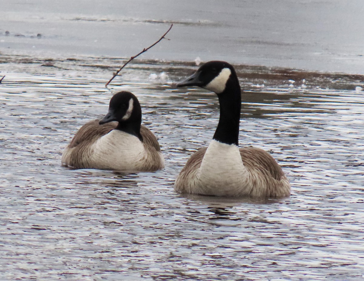 Cackling/Canada Goose - ML543270071