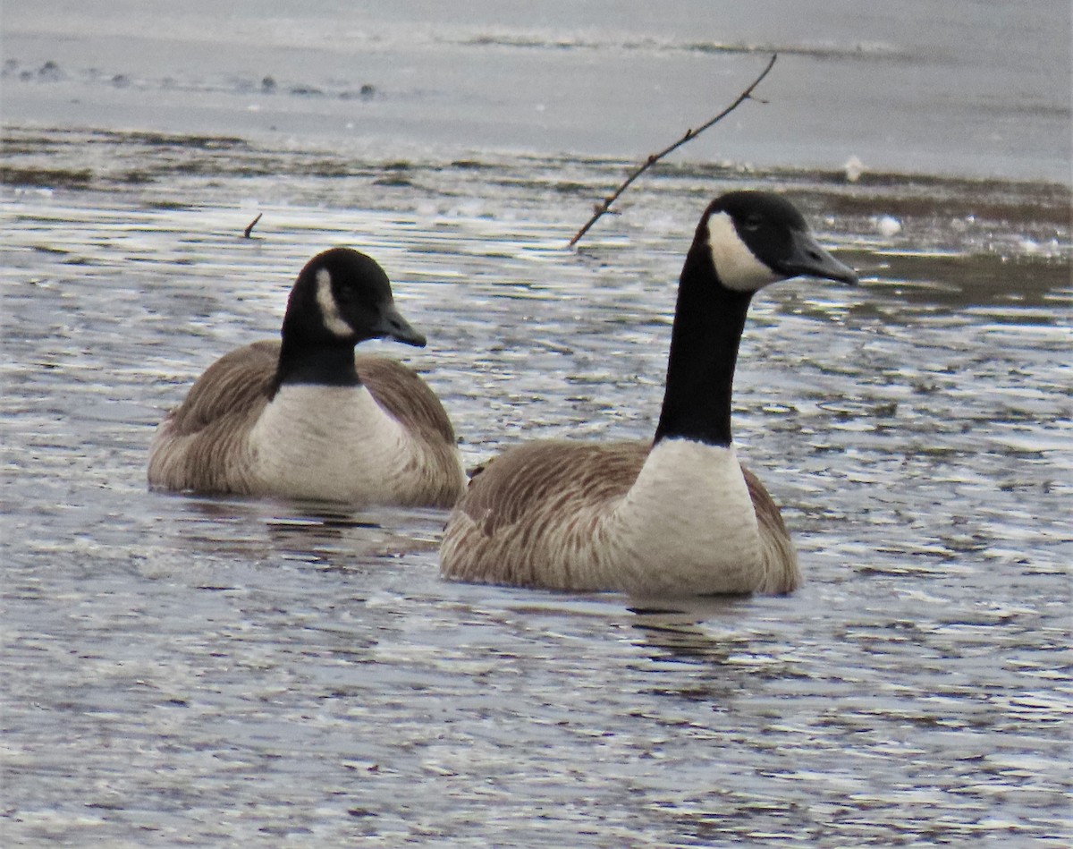 Cackling/Canada Goose - ML543270121