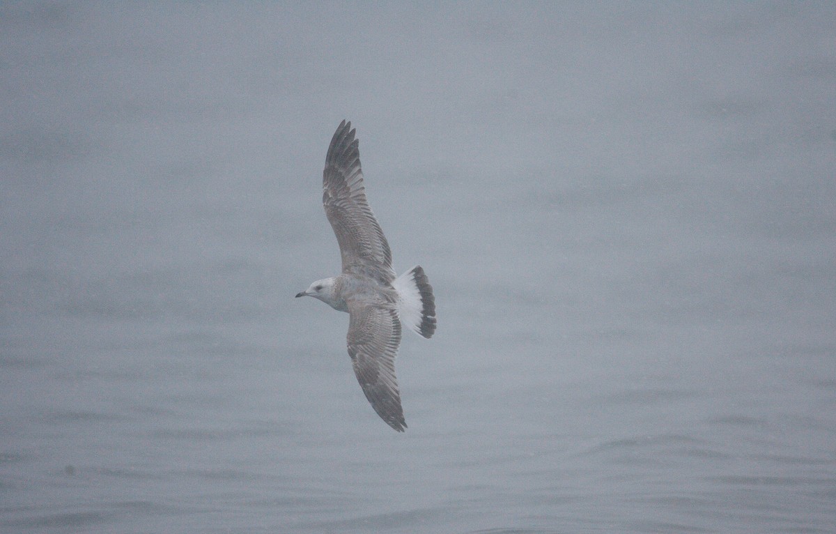 Common Gull (European) - Brandon Holden