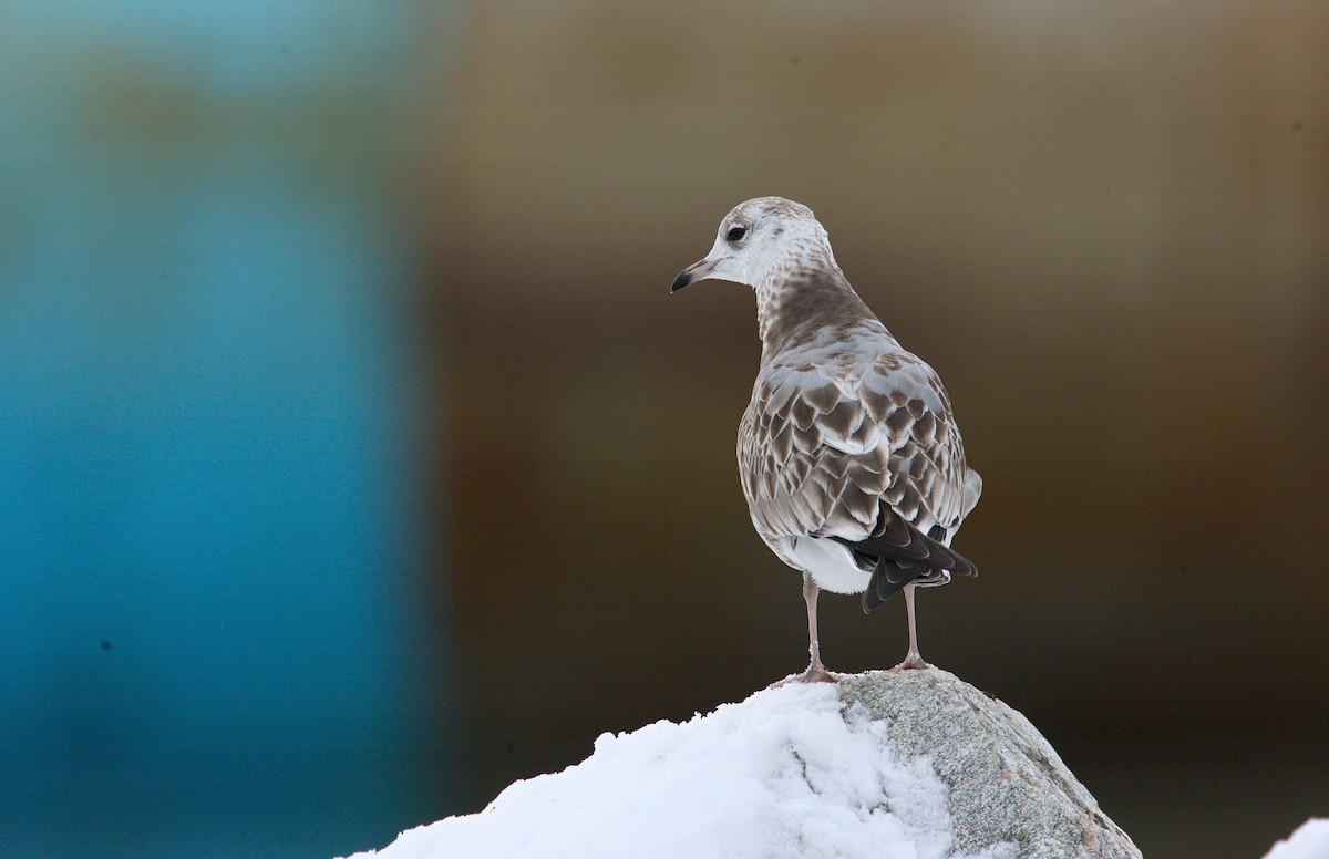 Common Gull (European) - Brandon Holden