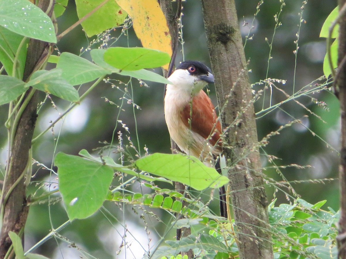 Marsh Tchagra (Anchieta's) - ML543270831