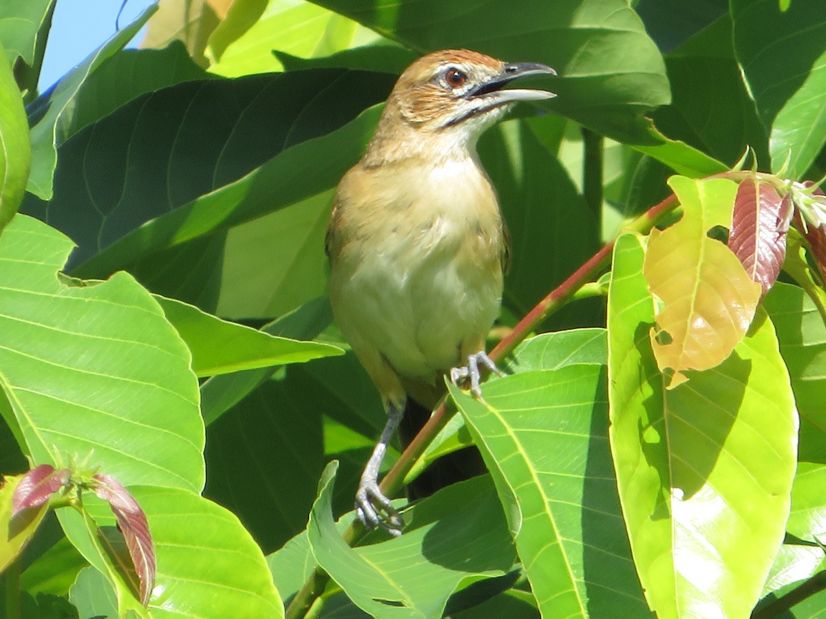 Moustached Grass-Warbler - ML543271031