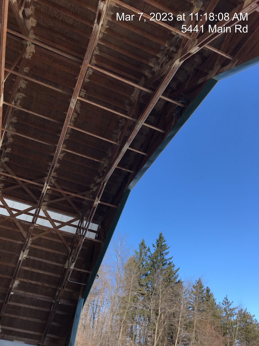 Common Raven - ML543271311