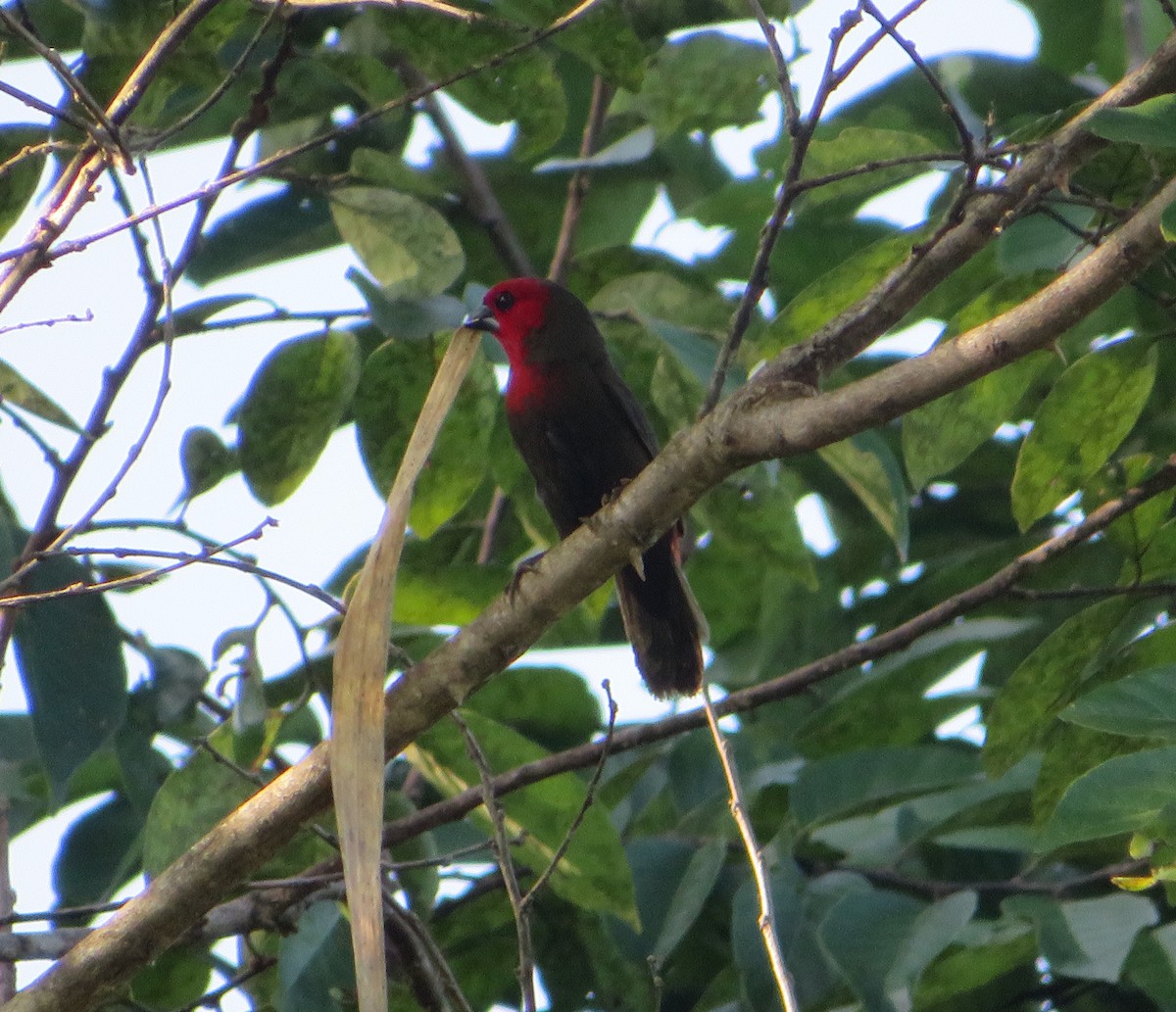 Lesser Seedcracker - Morgan  Saineti