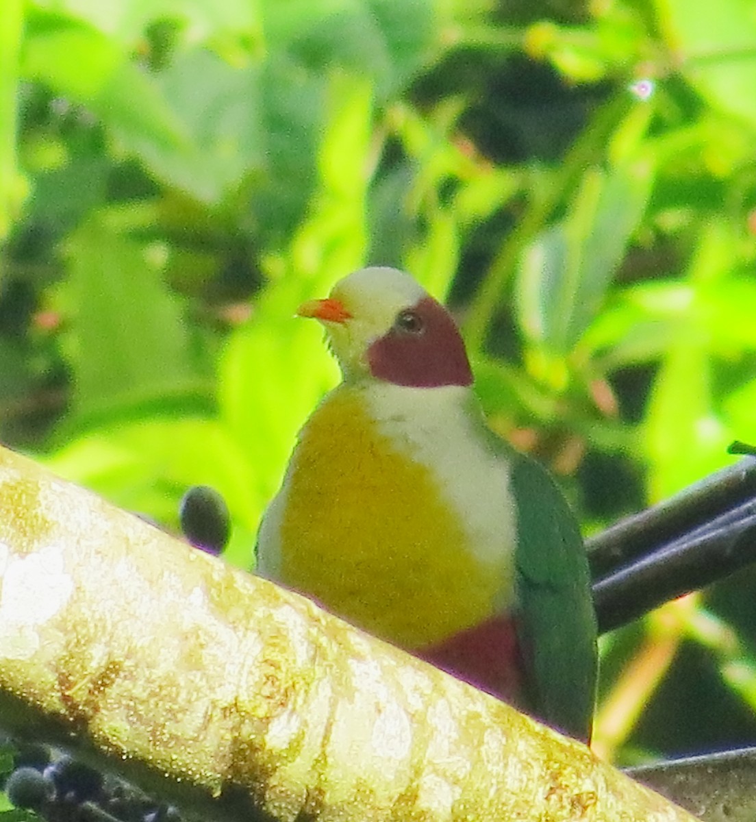 Yellow-breasted Fruit-Dove - Andrew Collins