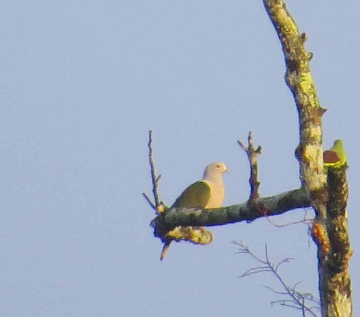 Green Imperial-Pigeon - ML543272821