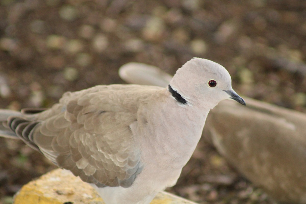 African Collared-Dove - ML543273041
