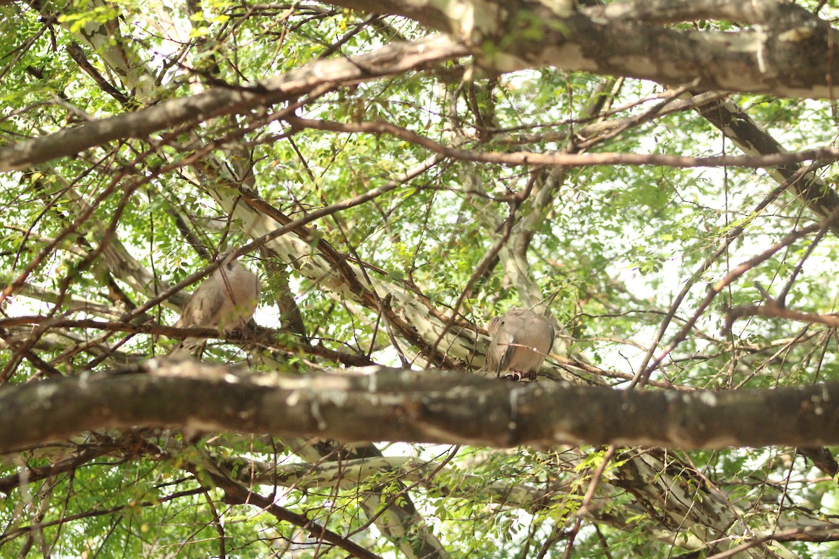 Eurasian Collared-Dove - ML543273071