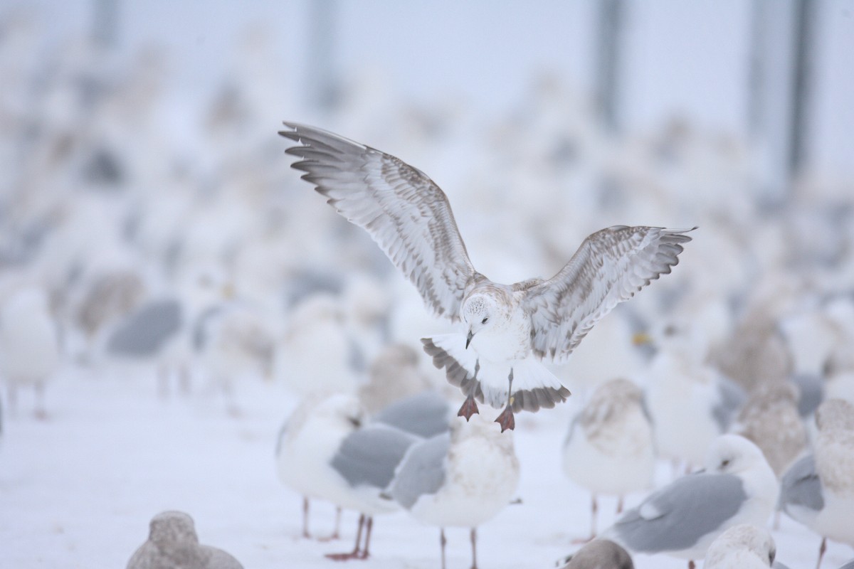 racek bouřní (ssp. canus) - ML543273321