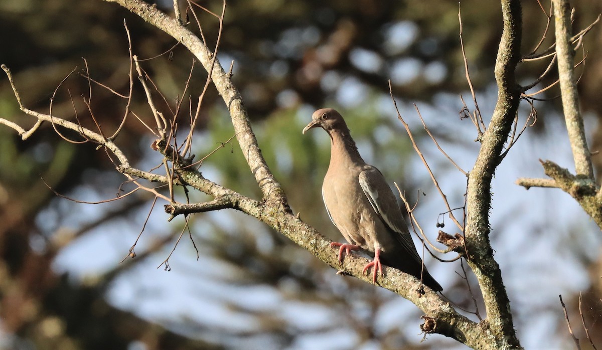 Picazuro Pigeon - ML543274231