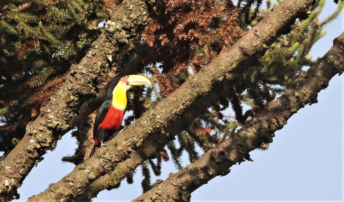Red-breasted Toucan - ML543274271