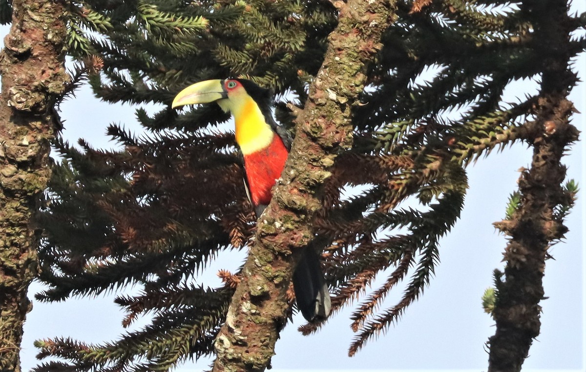 Red-breasted Toucan - ML543274311