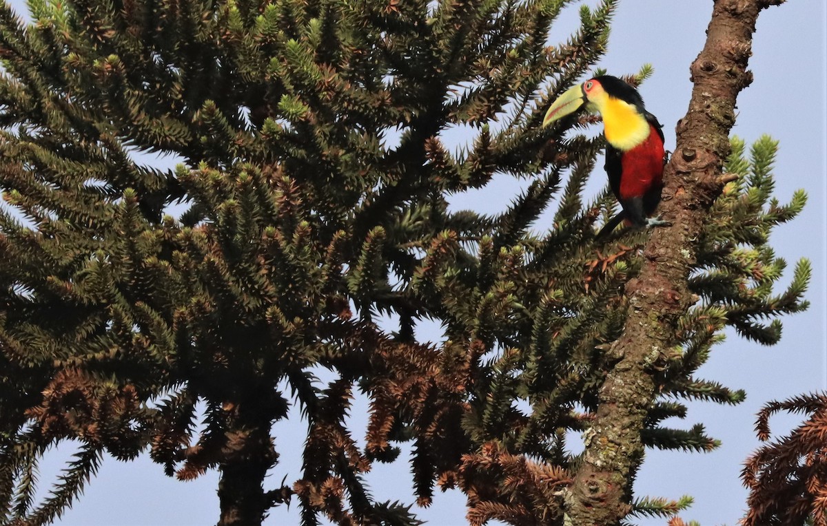 Red-breasted Toucan - ML543274361