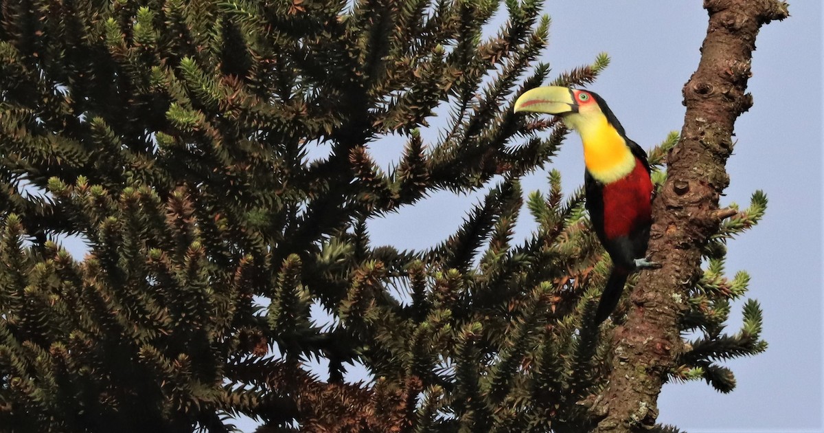 Red-breasted Toucan - ML543274381
