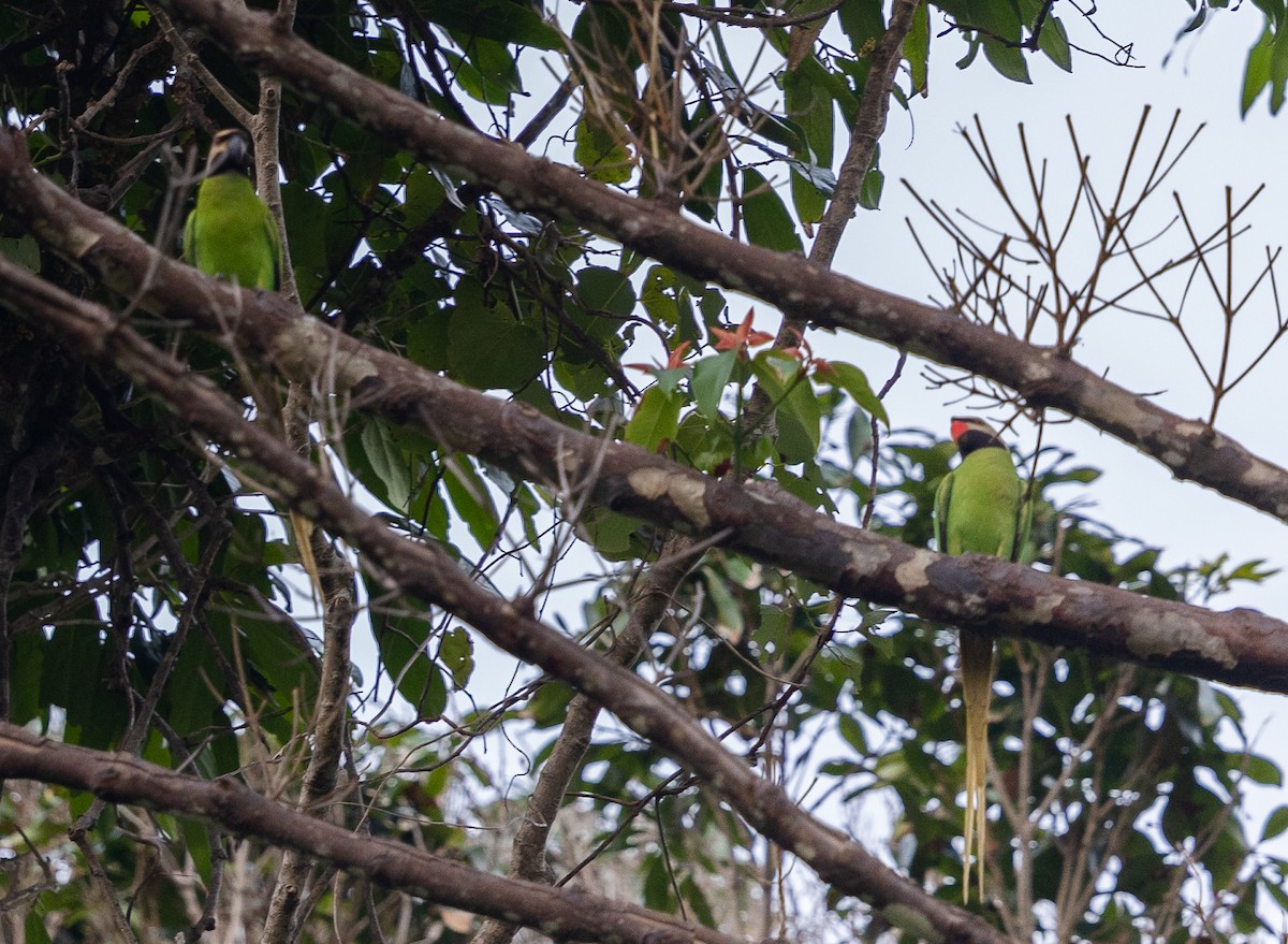 Nicobar Parakeet - ML543275091