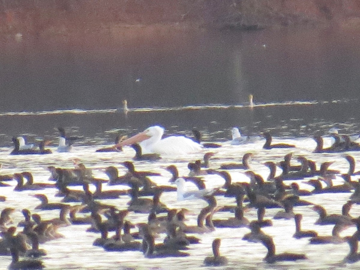 American White Pelican - ML54327671